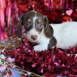 Dachshund Puppies from Duck creek farm