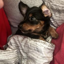Black And Tan Male - Black and tan male Dachshund puppy in Blackstone, Virginia from Cheyenne's Dachshunds