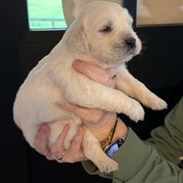 Bella Male purple - Light golden male Golden Retriever puppy in College Station, Texas from Golden Care Golden Retrievers