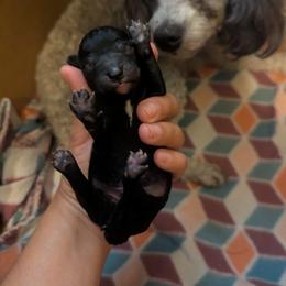 Sy - Black male Poodle puppy in Martin, Tennessee from TNT PUPPIES