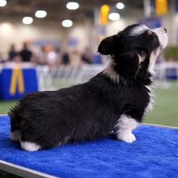 V-3.  Victor - Black and tan male Pembroke Welsh Corgi puppy in Sanford, Michigan from Tambali Pembroke Welsh Corgis
