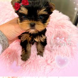 Maltese and Yorkshire Terrier Puppies from tatortot pup