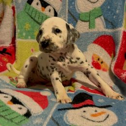 Tabitha - White and black female Dalmatian puppy in Las Vegas, Nevada from 101 Dew Dream Valley Dalmatians
