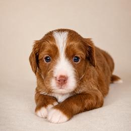 Lassie - Red male Cavapoo puppy in Floyd, Virginia from Hearts and Paws Poodles and Doodles