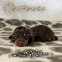 CASHMERE Half Russian Wire PET ONLY - Chocolate and tan female Dachshund puppy in Alto, Texas from Double W Doxies