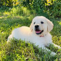 Red - Light golden male Golden Retriever puppy in Harrisburg, North Carolina from Bunn Ranch Goldens & Bernese