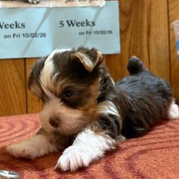Boy 2 - Parti male Yorkshire Terrier puppy in Bear Creek, North Carolina from Yorkie Time