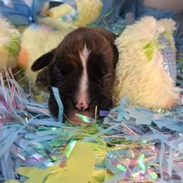 Boy 4 - Brindle male Boxer puppy in Pikeville, Kentucky from Boxers of Whispered Wishes