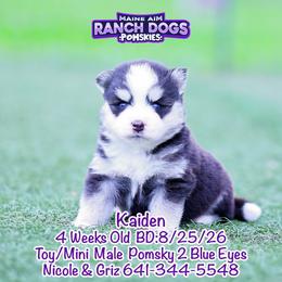 Kaiden - Black and white male Pomsky puppy in Humeston, Iowa from M.A.R. Dogs