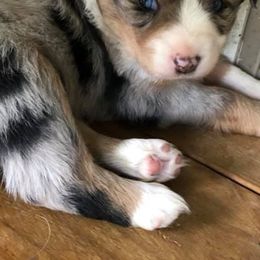 Miniature Australian Shepherds from Noble Custom Mini and Toy Aussies