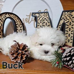 Buck - White male Maltese puppy in Terrell, Texas from PBJ Farms
