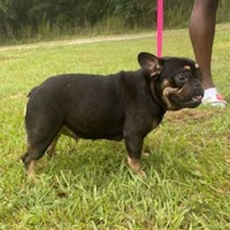 Karma - French Bulldog