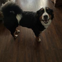 Bernedoodle and Bernese Mountain Dog All Grown Up from Sage Hills Bernedoodles