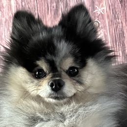 Ollie - Pomeranian