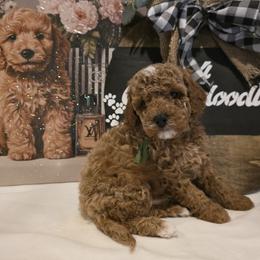 Bernedoodle, Goldendoodle, and Poodle Puppies from 4goldendoodles