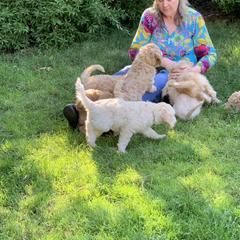 Double Doodle Puppies from Riverside Doodles in Seattle (double doodles)