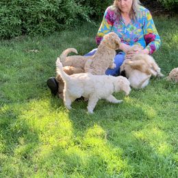 Double Doodle Puppies from Riverside Doodles in Seattle (double doodles)