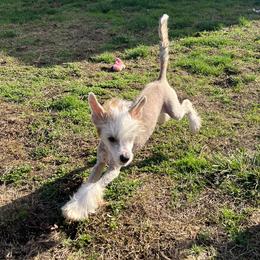 Armani - Sable male Chinese Crested puppy in Springfield, Oregon from Rose’s Chinese Cresteds