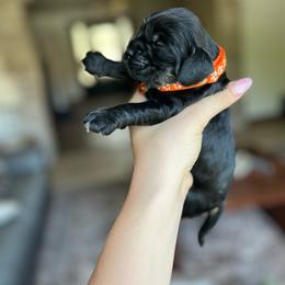 Mango - Black male Cocker Spaniel puppy in Tucson, Arizona from Demi Marie