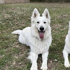 Takoda - Berger Blanc Suisse