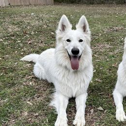 Takoda - Berger Blanc Suisse