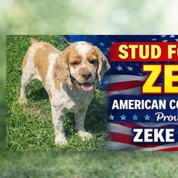 Zeke - Brown white and tan male Cocker Spaniel puppy in However, Indiana from A&J Kennel