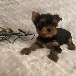 LB red boy - Blue and gold male Yorkshire Terrier puppy in Alburnett, Iowa from Hobbs Shire Yorkies