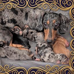 Dachshund puppies from Floppy Eared Friends Miniature Dachshund and  Bassett Hounds