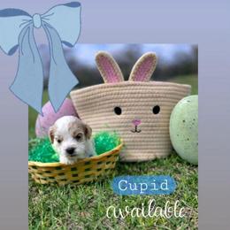 Cupid - male Cavapoochon puppy in Bullard, Texas from Cavapoochon Central LLC