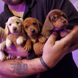 Dachshunds from SHExotics