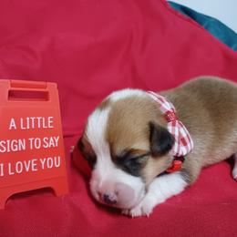 Black Thumb's Aces Over 8s - Red male Pembroke Welsh Corgi puppy in Easley, South Carolina from Rachael Singletary