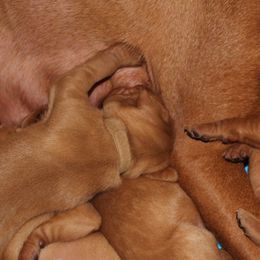 Vizsla puppies from High Trail Connection