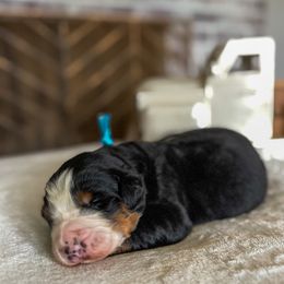 Telluride - Tri-color male Bernese Mountain Dog puppy in Knoxville, Tennessee from Adventure Doodles Club