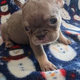Itty bitty bit - Blue fawn female French Bulldog puppy in Manchester, Iowa from Stogdill's Baby Bullies