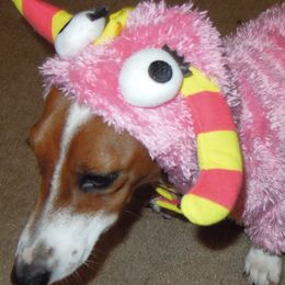 Dachshunds from Mona Monita Doxies