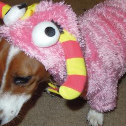Dachshunds from Mona Monita Doxies