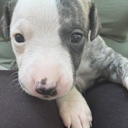Mariah - White and fawn brindle female Whippet puppy in Conyers, Georgia from Shannon Whippets
