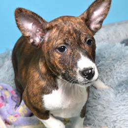 Finn...Brindle male, 1 - Brindle and white male Basenji puppy in Eugene, Oregon from Basenji Puppies