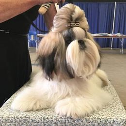 Shih Tzu All Grown Up from Sabar Shih-tzu