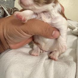 Angel G - Tricolor male Shih Tzu puppy in Apple Valley, California from Garcia_shihtzu