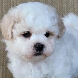 Australian Shepherds, Golden Retrievers, Shichons, and Shihpoos from Pilot Hill Teddy Bear Puppies