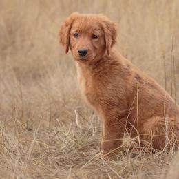 Goldendoodle, Golden Retriever, and Poodle Puppies from Oregon's Oodles of poodles & doodles