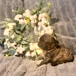 River - Brindle male Pug puppy in Smiths Station, Alabama from Magnolia Pugs