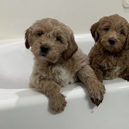Goldendoodle Puppies from Desert Sage Doodles