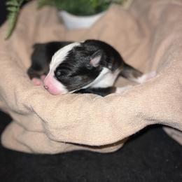 Maxwell - Black tri male Miniature American Shepherd puppy in Troy, Ohio from Wiggle Wags Miniature American Shepherds