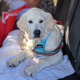 Golden Retriever Puppies from Cruz'n Golden Retrievers