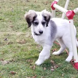 Companion Cross Puppies from Mandala Dogs