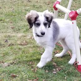 Companion Cross Puppies from Mandala Dogs