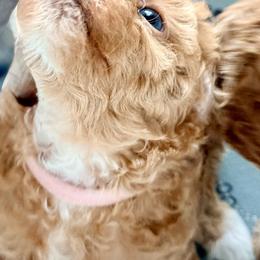 Poodle Puppies from Pet Guardian Smart Kennels, LLC