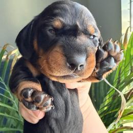 Cupid (blue collar) - Black and tan male Dachshund puppy in Loris, South Carolina from Dogwood Mountain Dachshunds